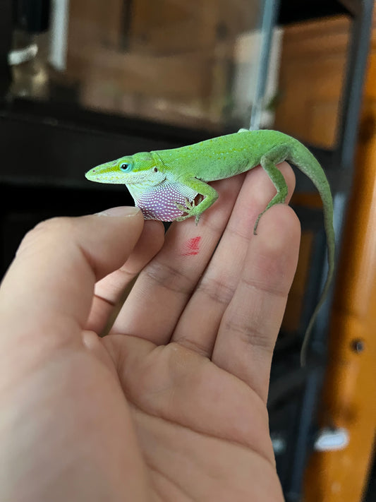 ANOLES VERDES
