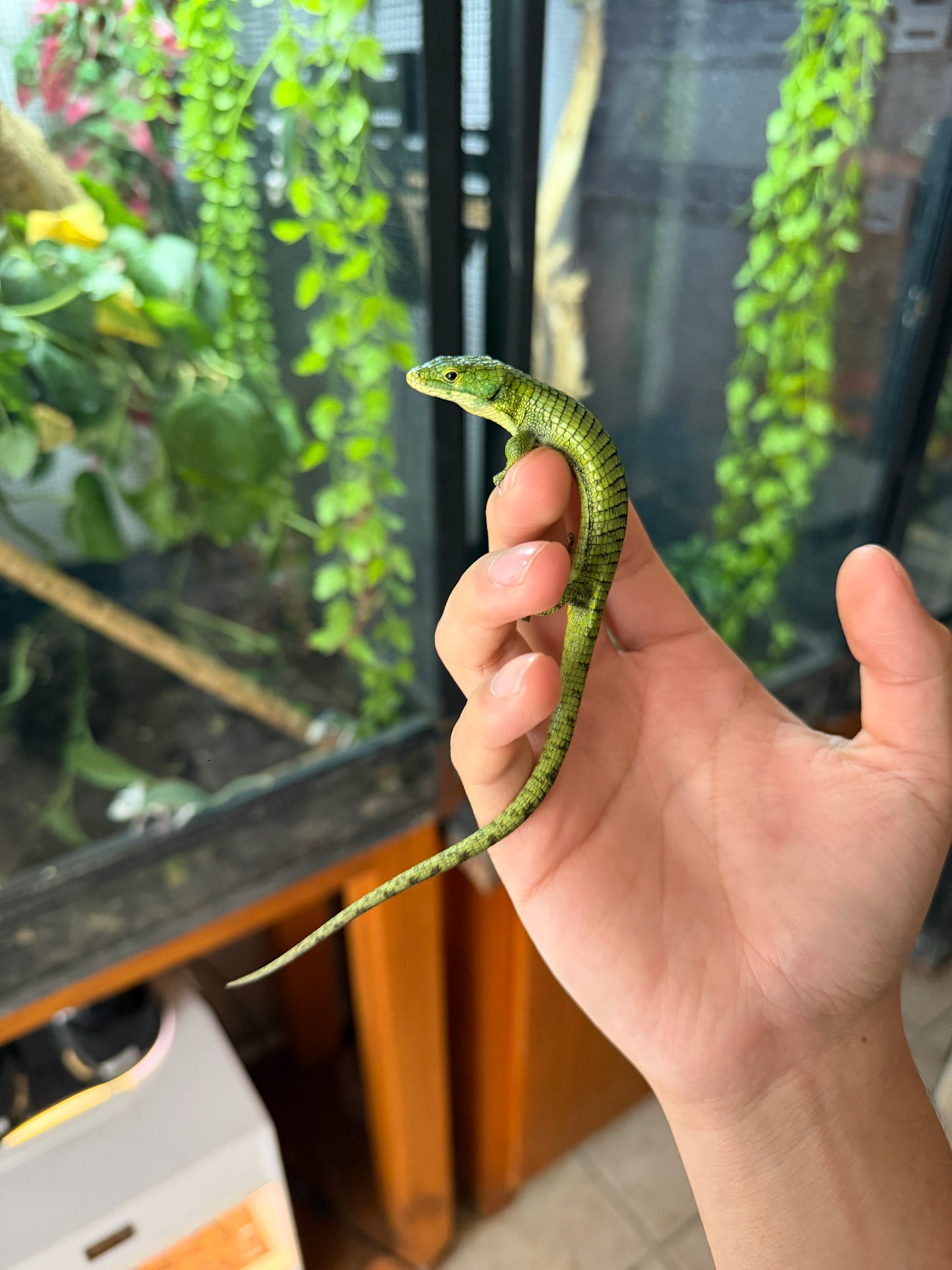 ABRONIA GRAMINEA JUVENIL (NACIDAS EN PIMVS)