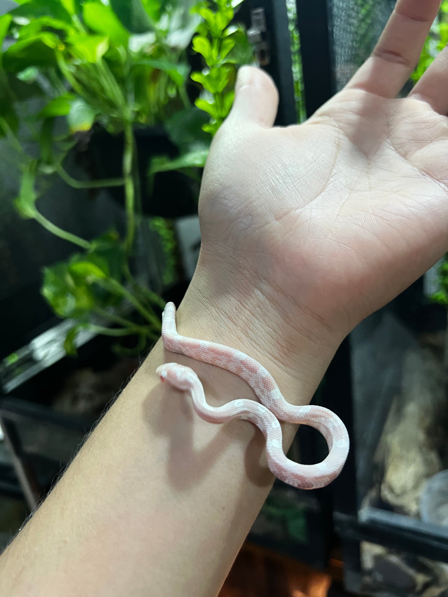 SERPIENTE MAICERA SNOW HEMBRA 43