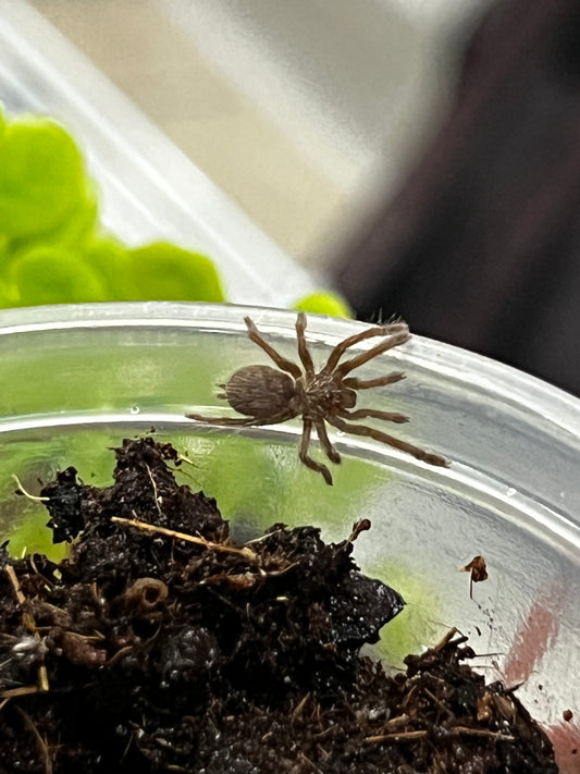 Ling de tarántula cornuda africana(ceratogyrus darlingi) anexo última foto de un ejemplar adulto