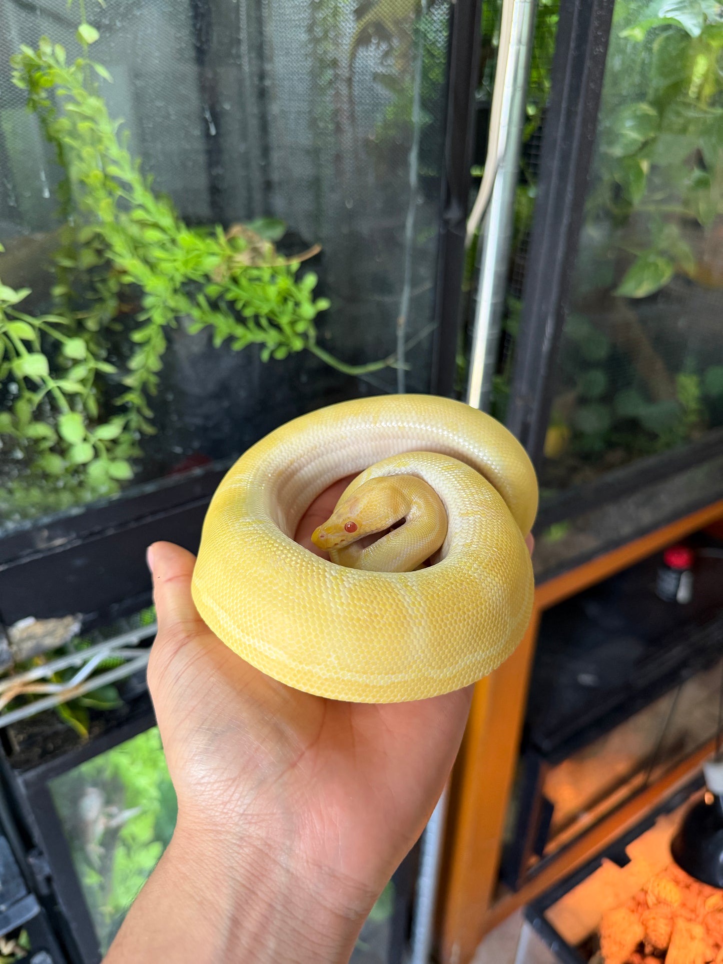 PITON BOLA PINSTRIPE ALBINO HET PIED HEMBRA 2 (CON MICROCHIP)