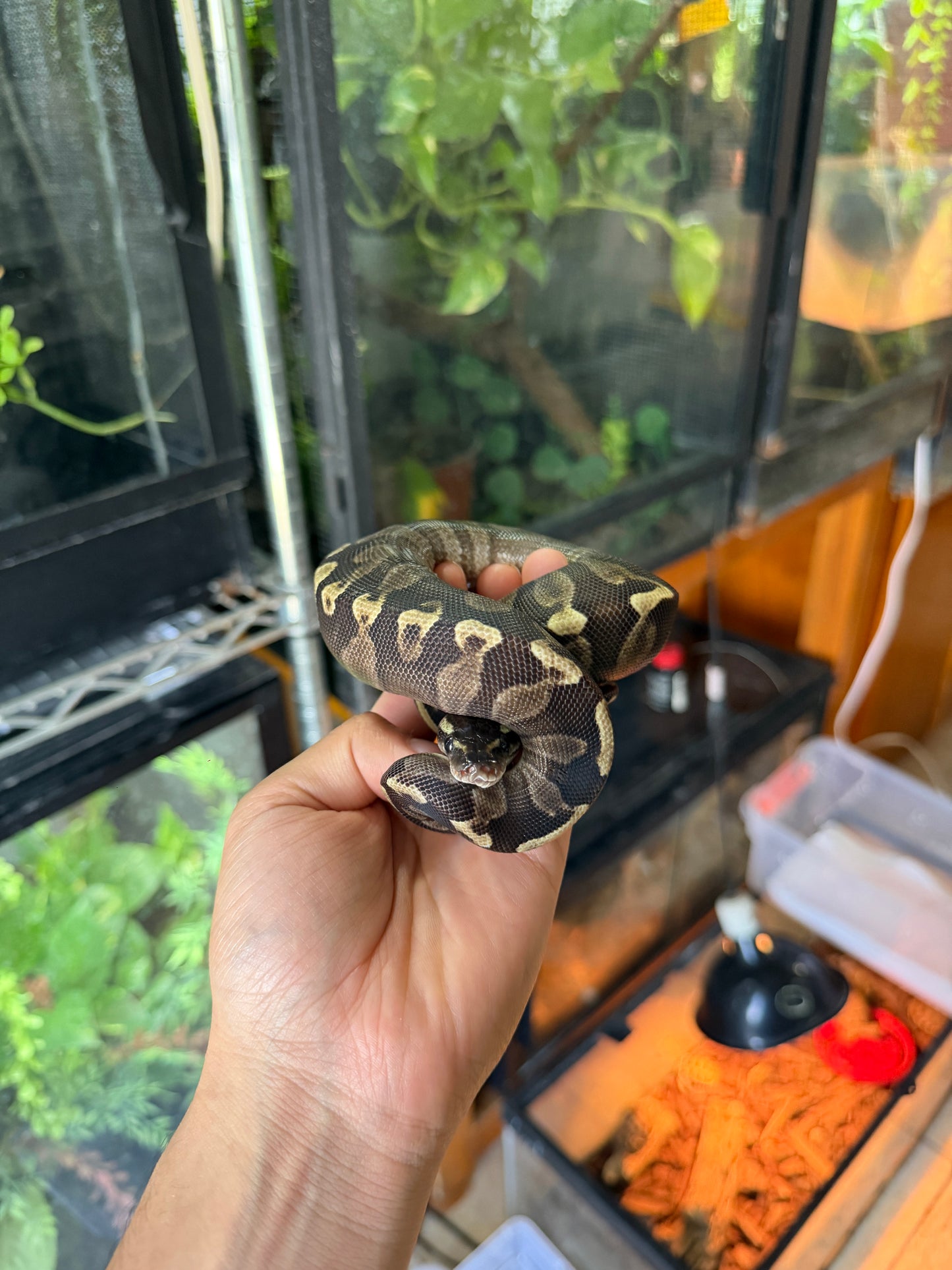 PITÓN BOLA MOJAVE GHI HEMBRA (CON MICROCHIP)