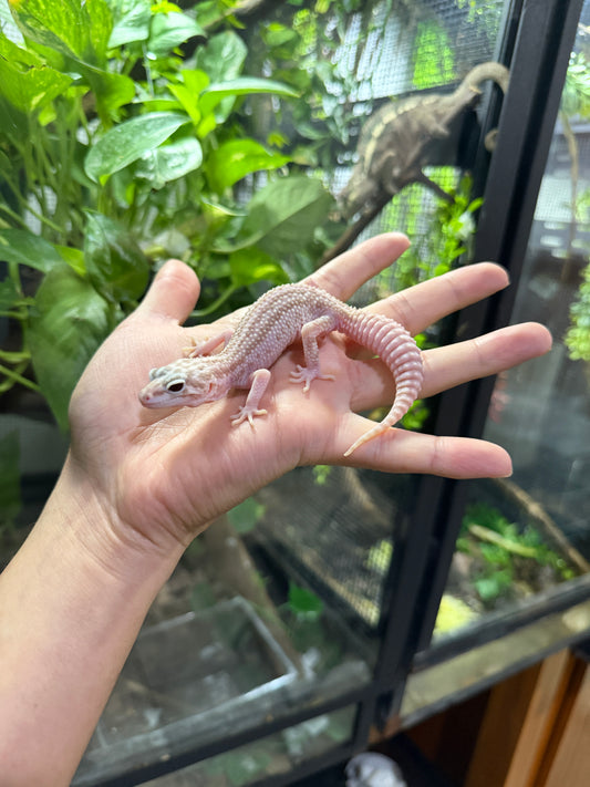 Gecko leopardo RAPTOR S/s 7