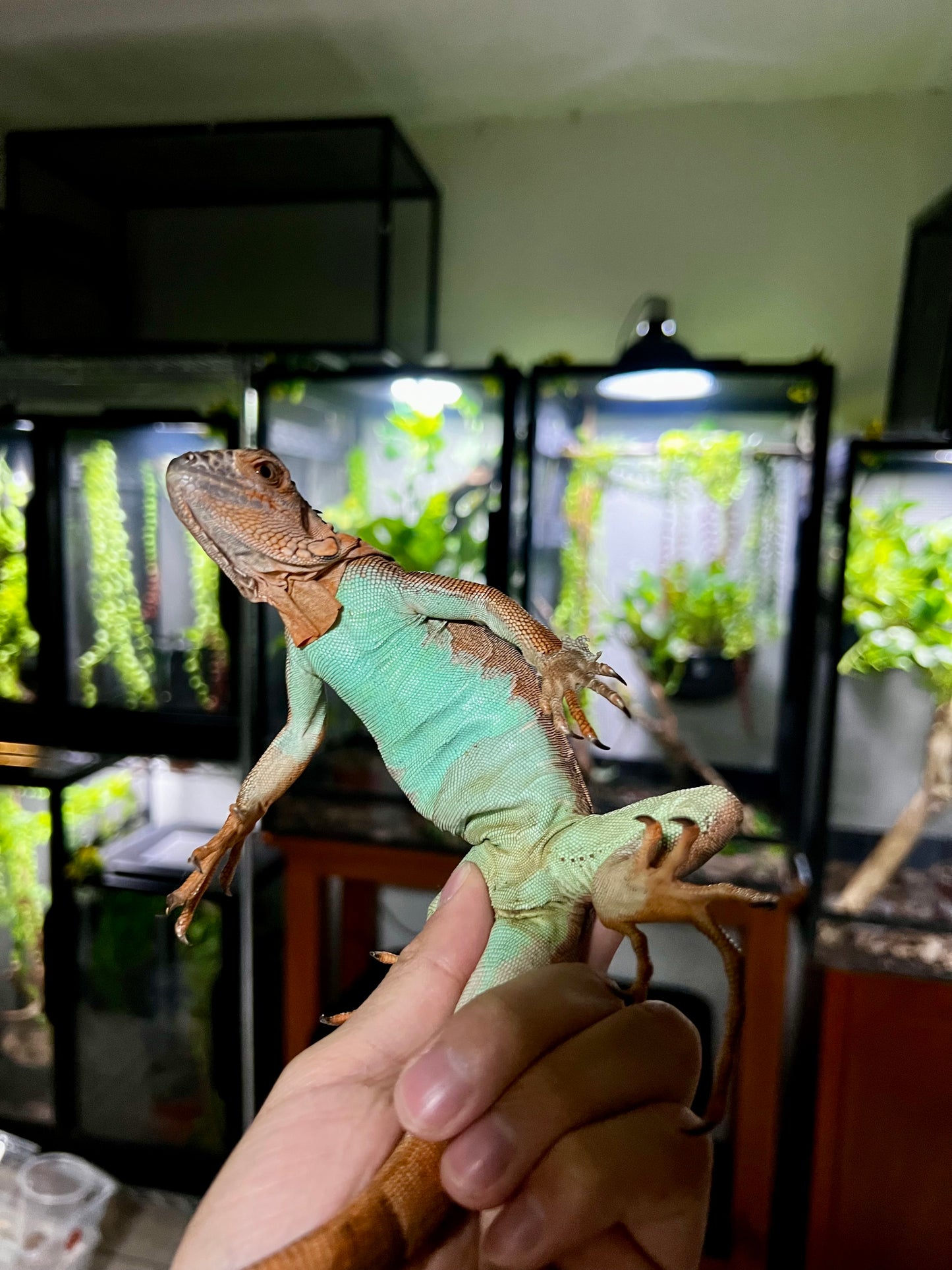 IGUANA ROJA PANZA AZUL 2024