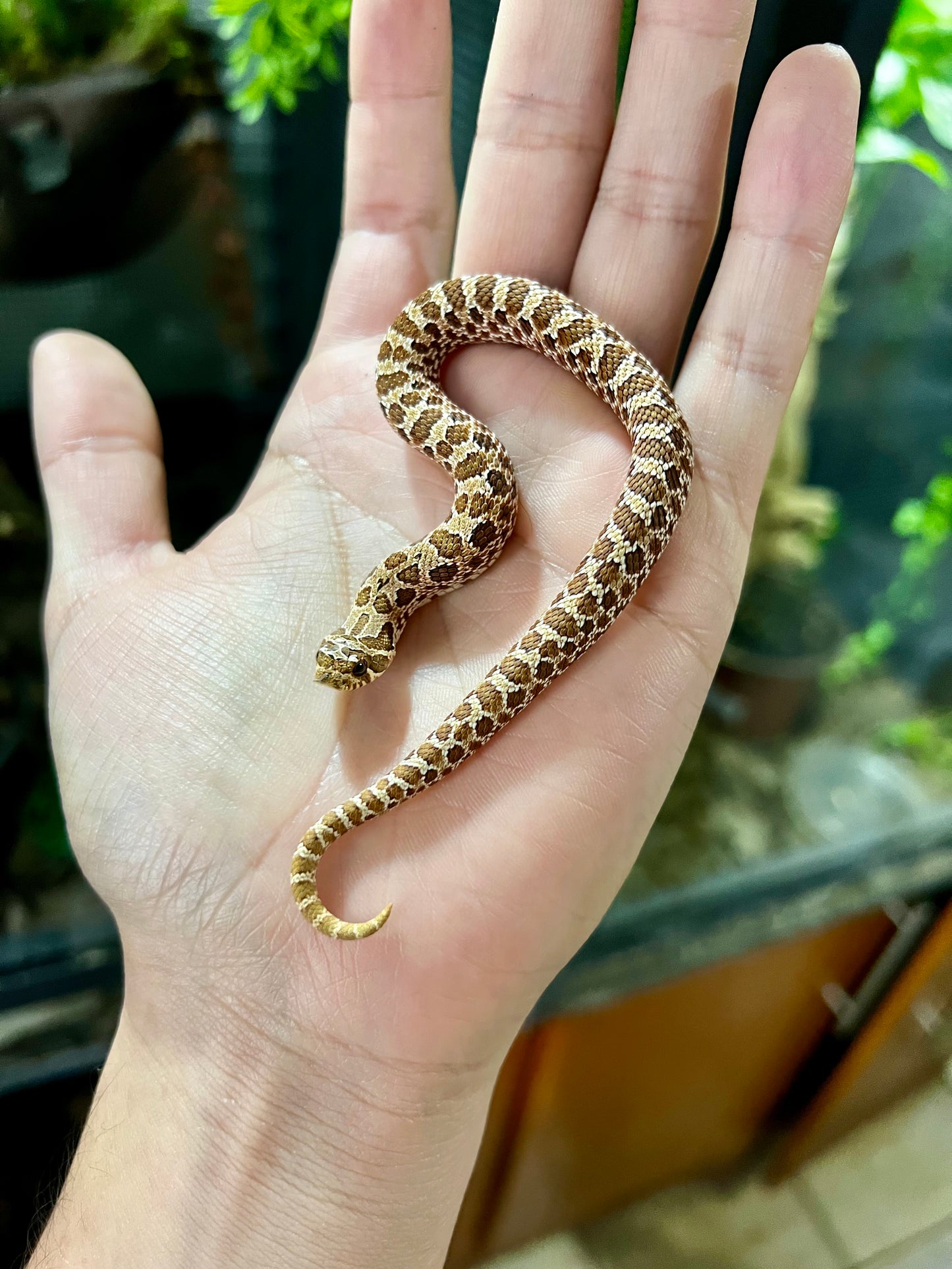 RED HOGNOSE POSS MACHO