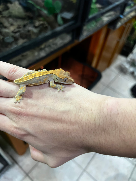 GECKO CRESTADO PINSTRIPE SIN COLA (no afecta su calidad de vida)