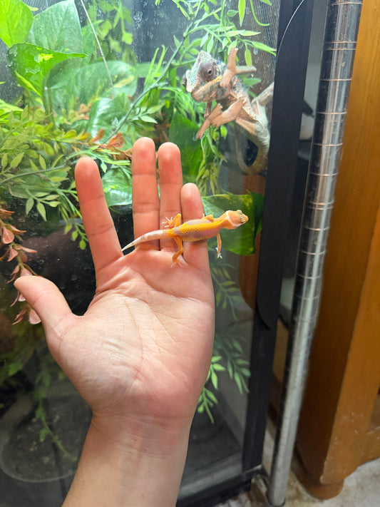 GECKO LEOPARDO TANGERINE ALBINO TREMPER HET ECLIPSE