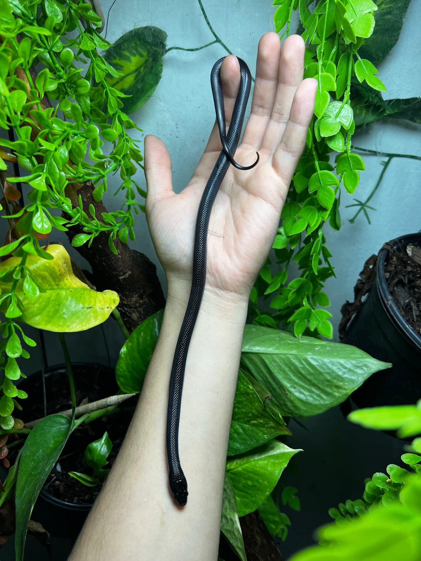 REY NEGRA MEXICANA MACHO 84