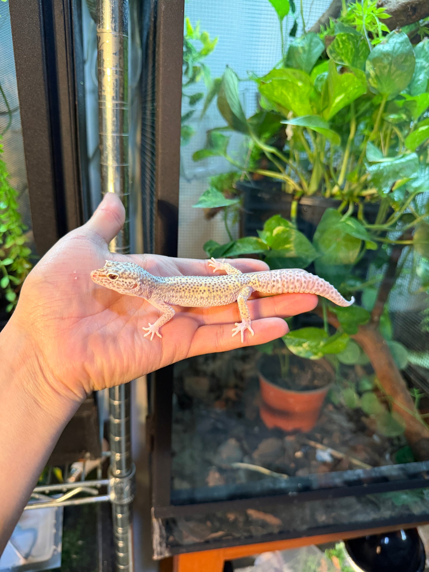 GECKO LEOPARDO MACK SNOW RADAR HET WK 096