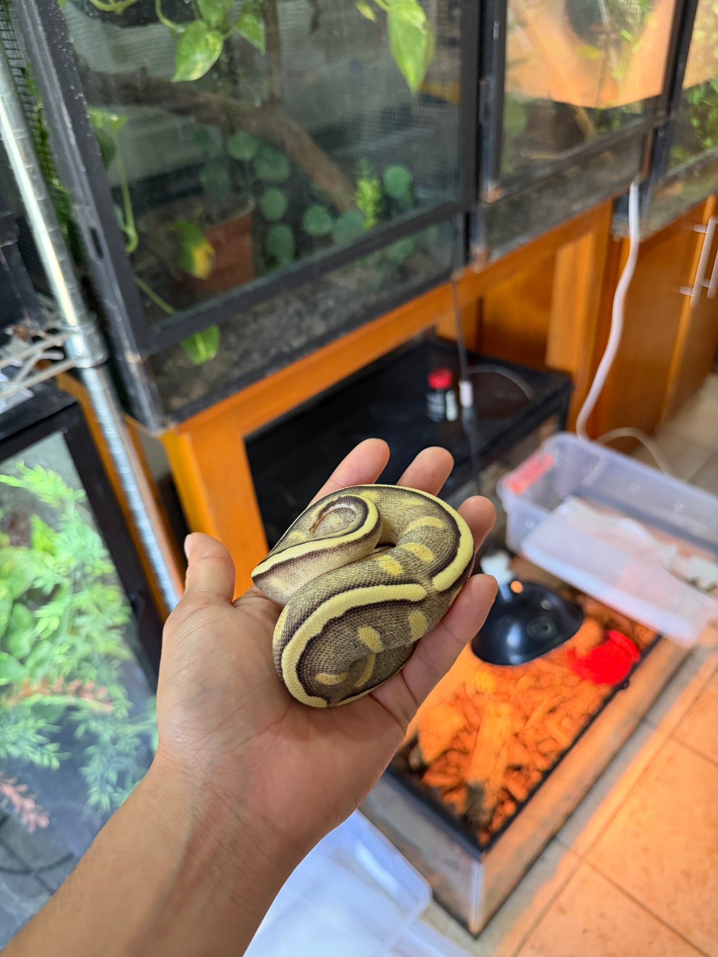 PITÓN BOLA GHI MOJAVE PASTEL YB/SPECTER HEMBRA. (CON MICROCHIP)