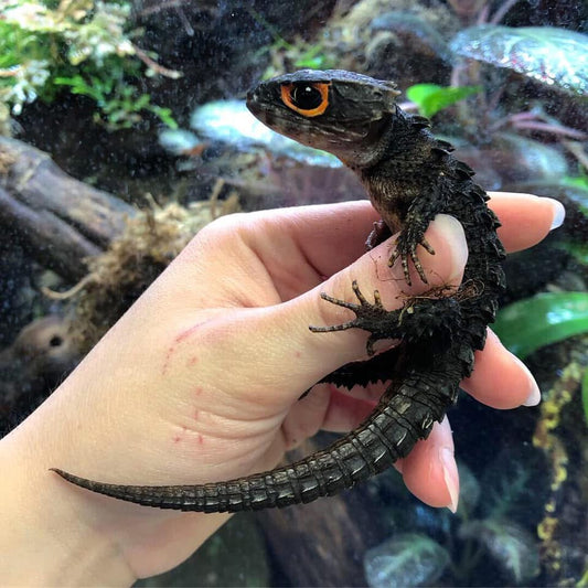 SKINK COCODRILO OJOS ROJOS
