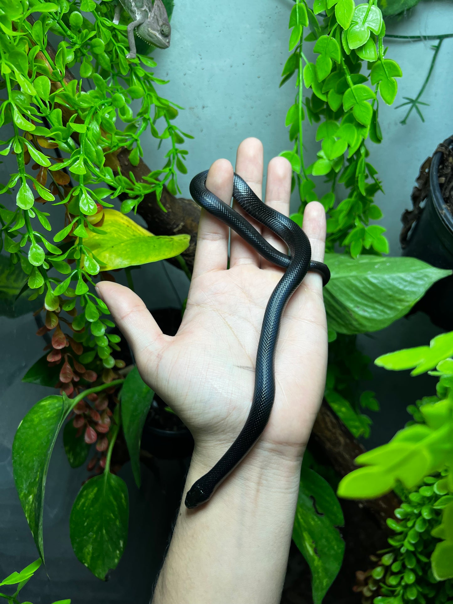 REY NEGRA MEXICANA MACHO 80