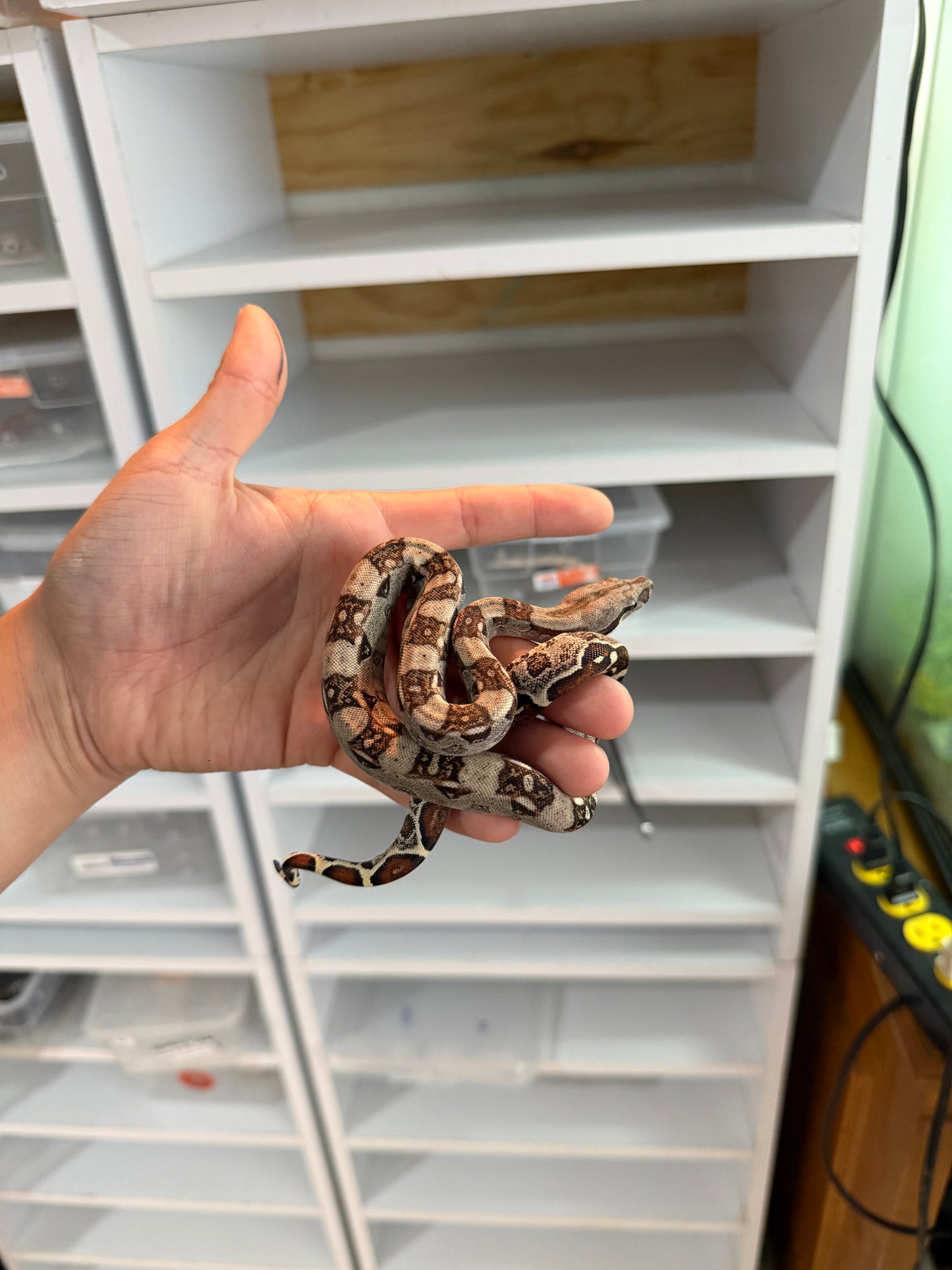 BOA COLOMBIANA MACHO HET KHAL M4