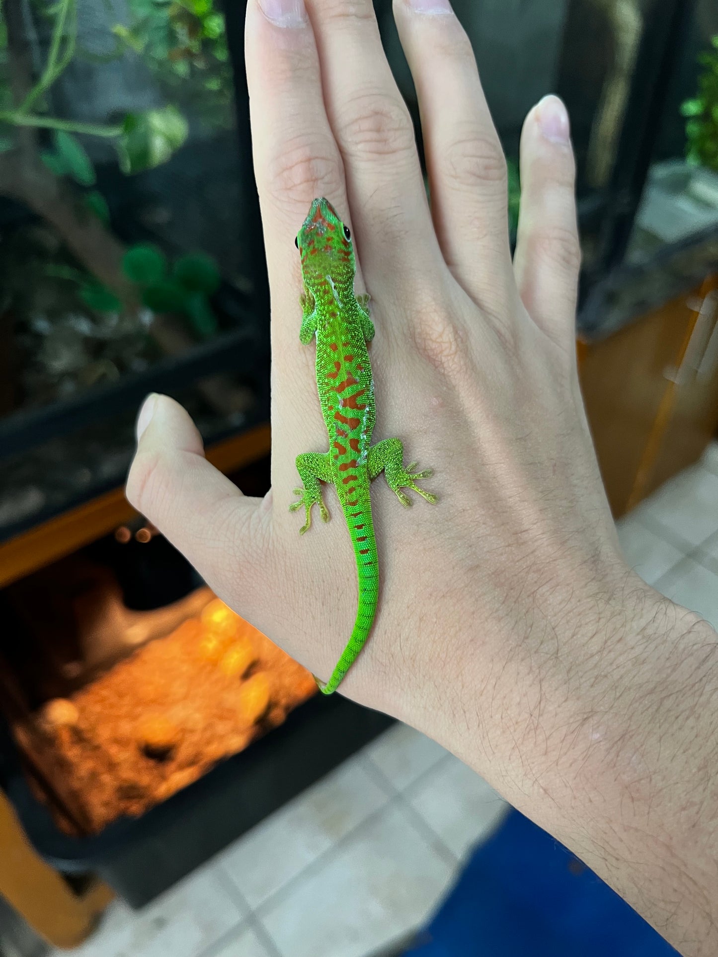 GECKO GIGANTE DE MADAGASCAR CHICO