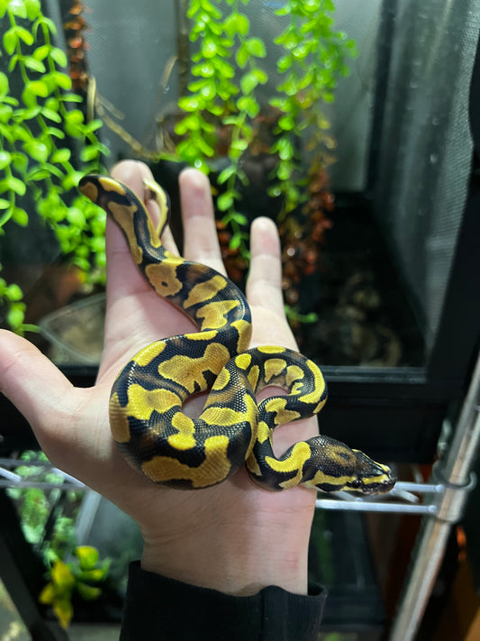 ORANGE DREAM YELLOW BELLY MACHO 61