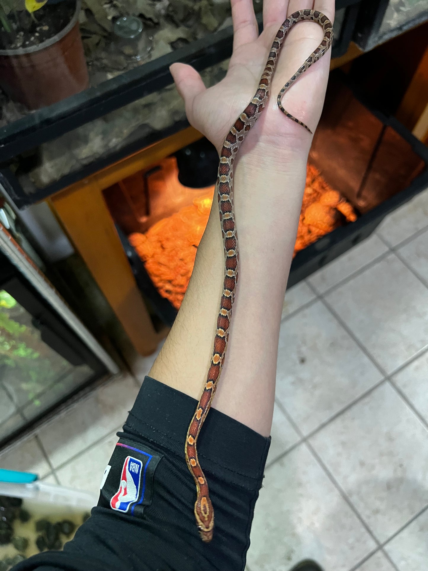 SERPIENTE MAICERA NORMAL