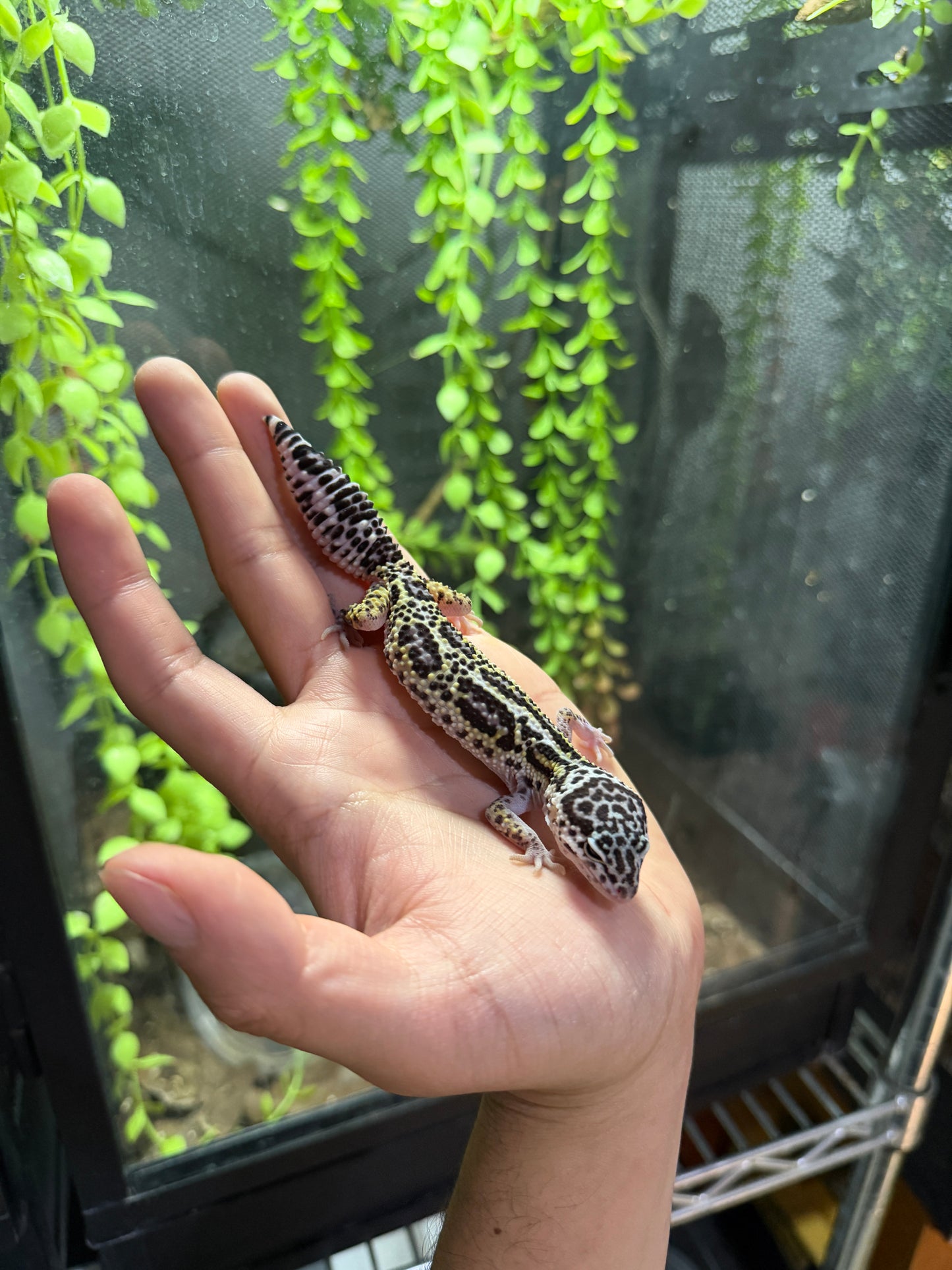 GECKO LEOPARDO MACK SNOW JUNGLE HEMBRA 6317