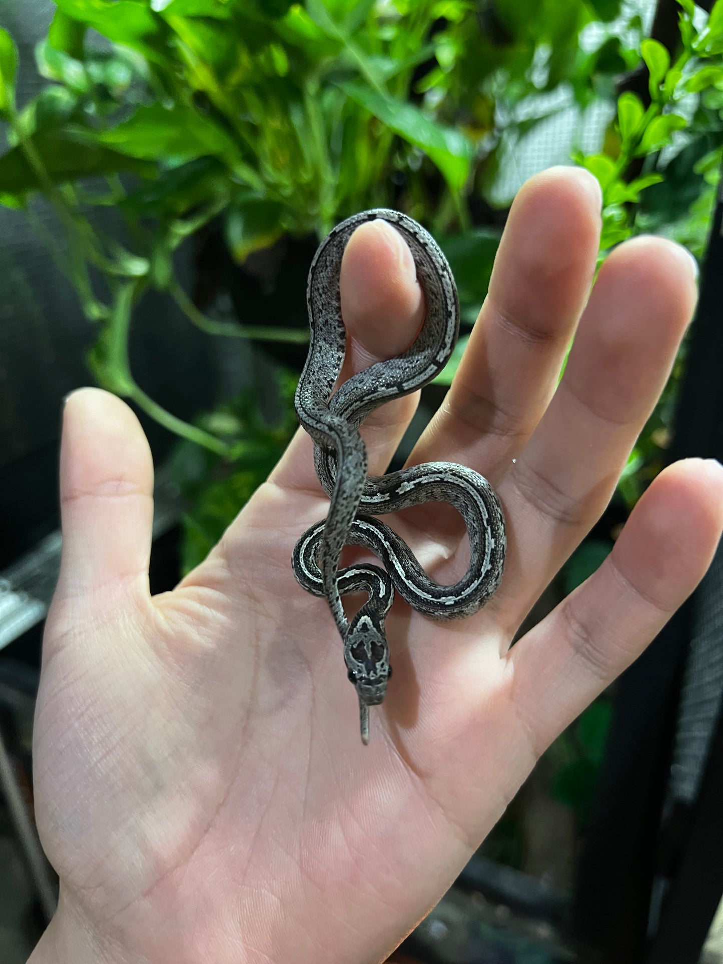 SERPIENTE MAICERA TESSERA GHOST HEMBRA 8