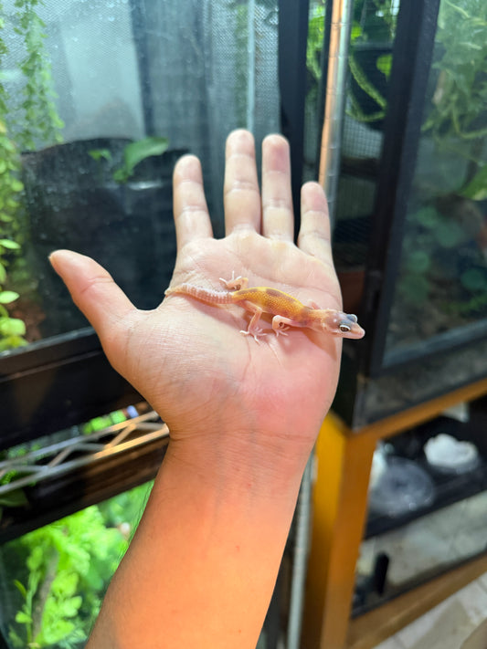 GECKO LEOPARDO MACK SNOW ALBINO TREMPER TANGERINE