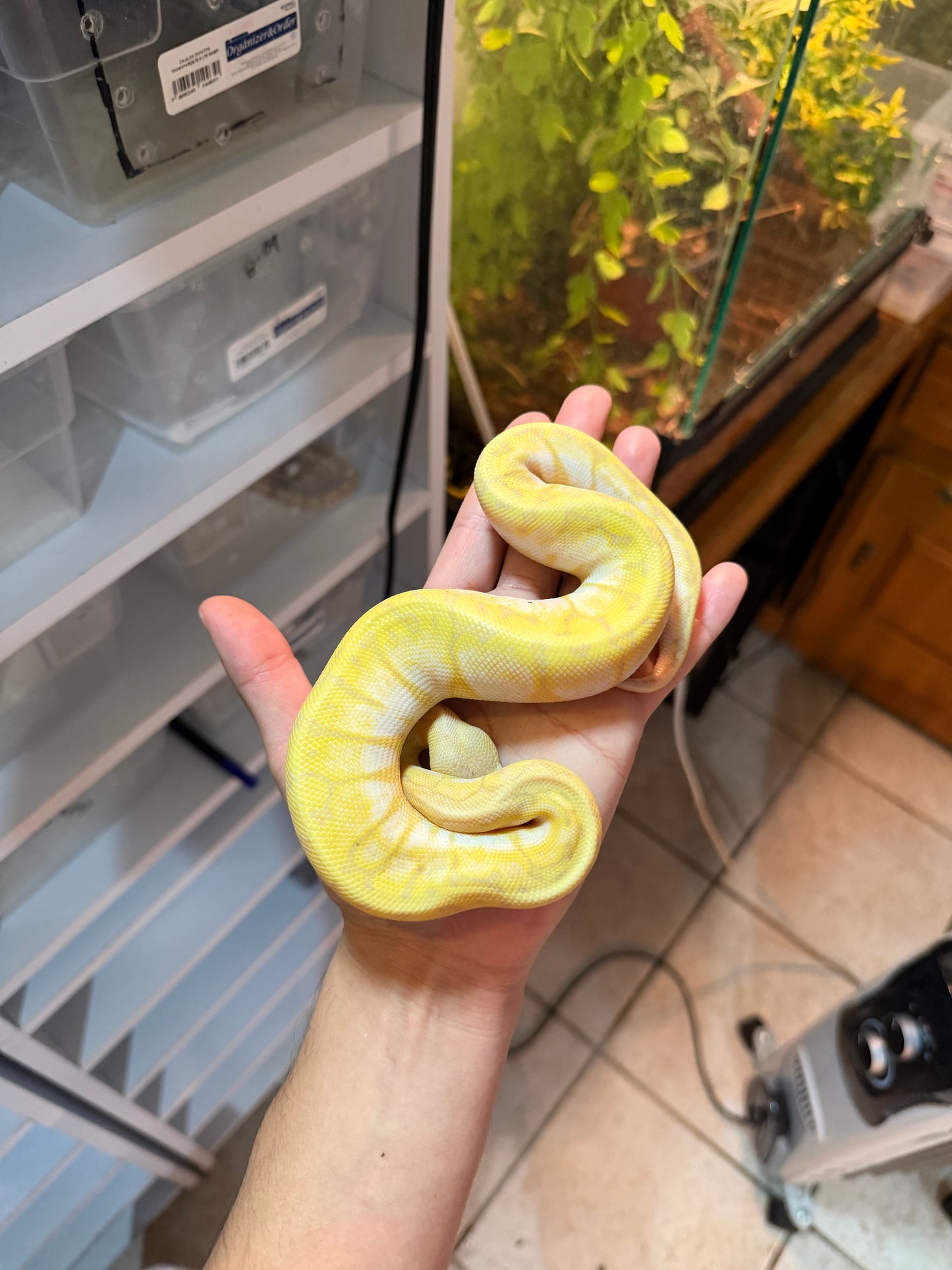 PITÓN BOLA BANANA PINSTRIPE PASTEL (LEMONBLAST) MACHO