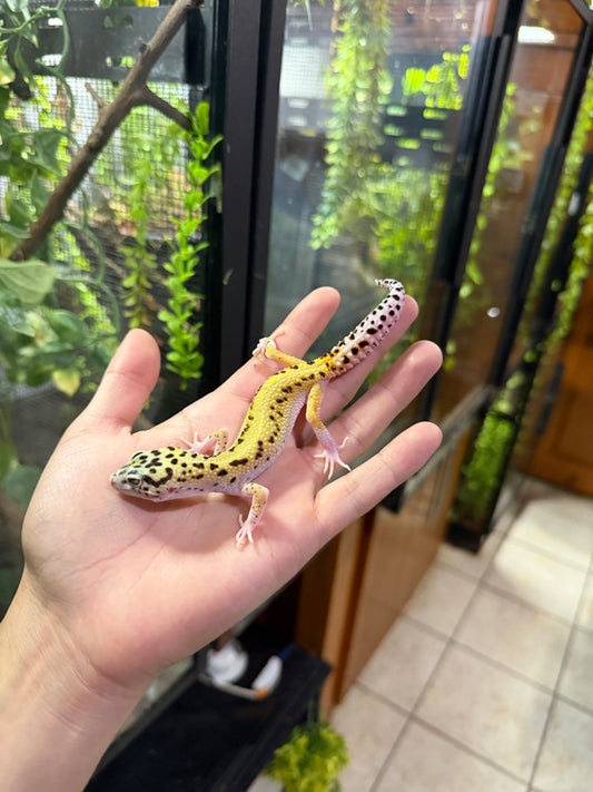 Gecko leopardo ECLIPSE 56