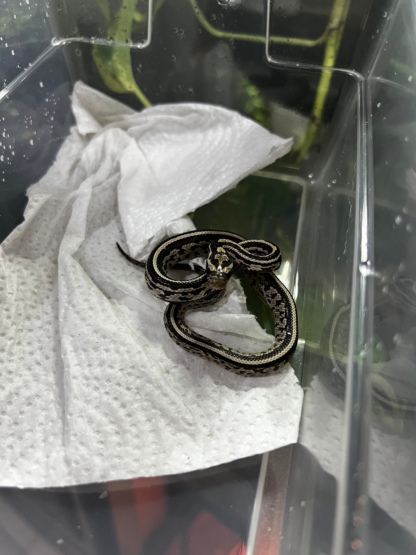 SERPIENTE MAICERA TESSERA ANERY HEMBRA 4