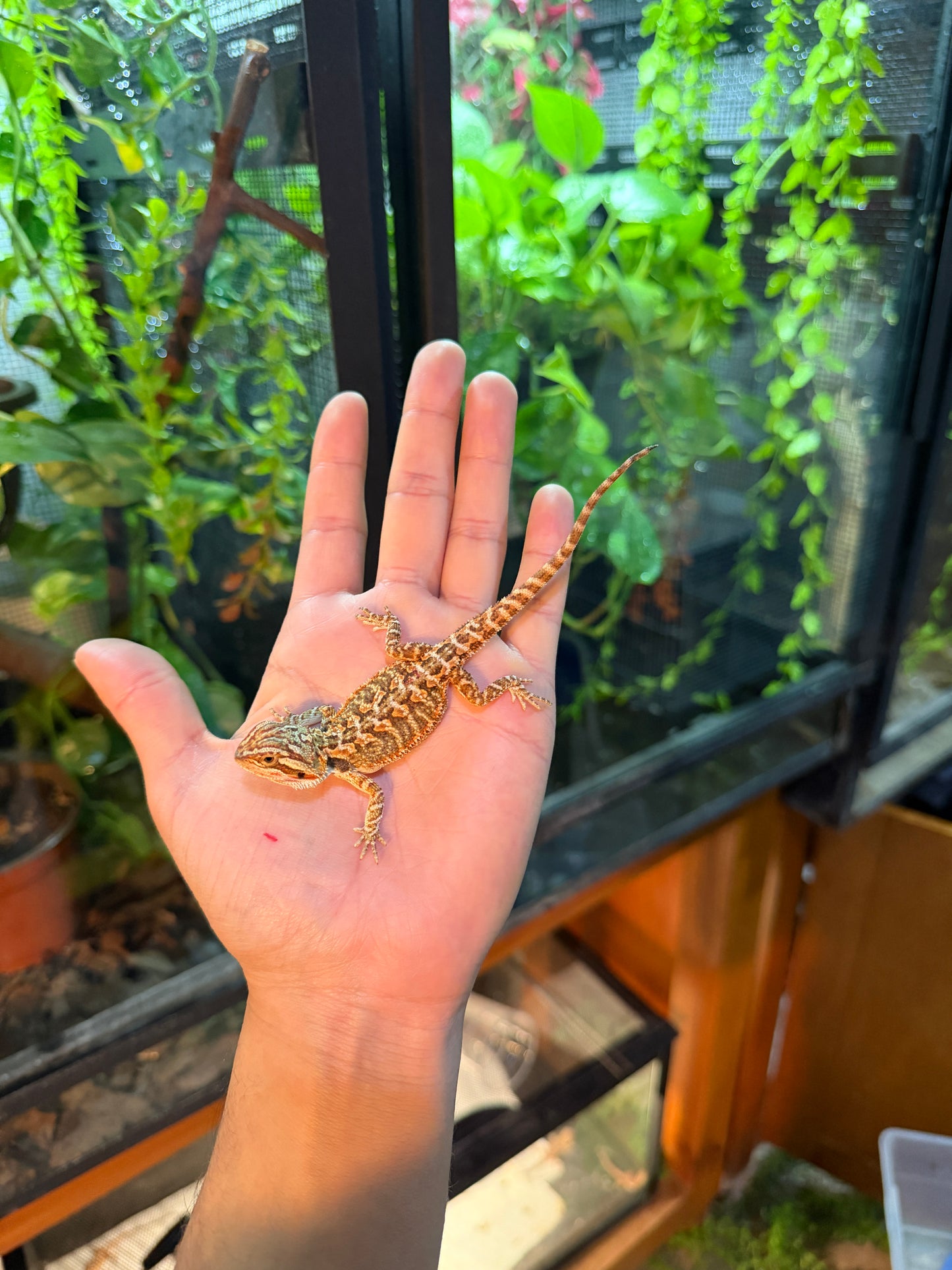 DRAGÓN BARBUDO HYPO 1 (PUNTA DE COLA MORDIDA, LE VOLVERÁ A CRECER)