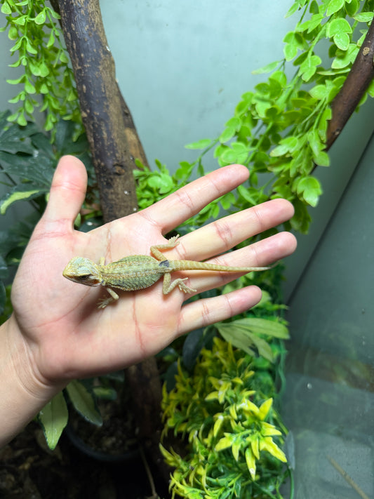 DRAGÓN BARBUDO HYPO LEATHERBACK TRANSLUCENT 2