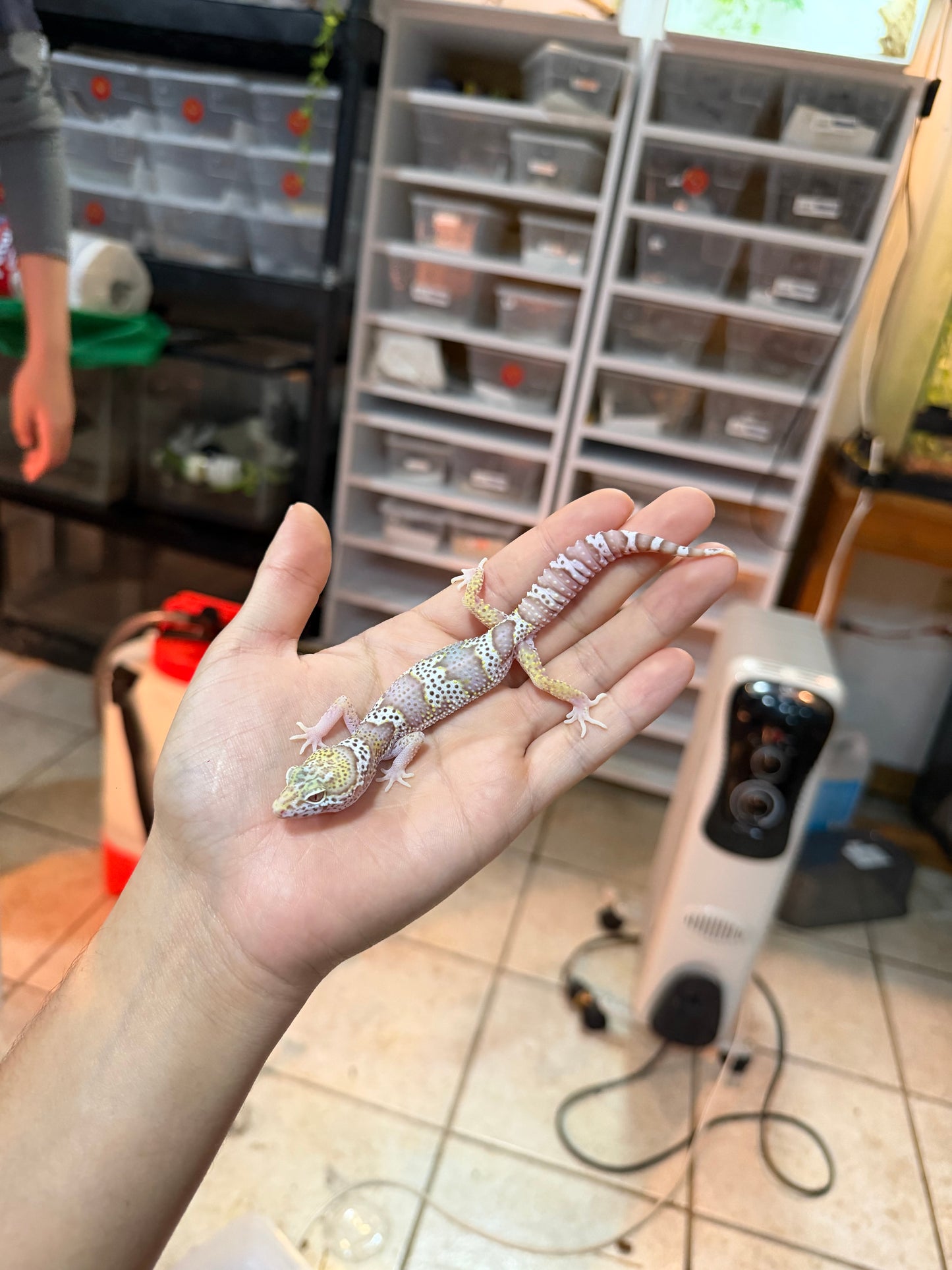 GECKO LEOPARDO MACK SNOW BELL MACHO 022
