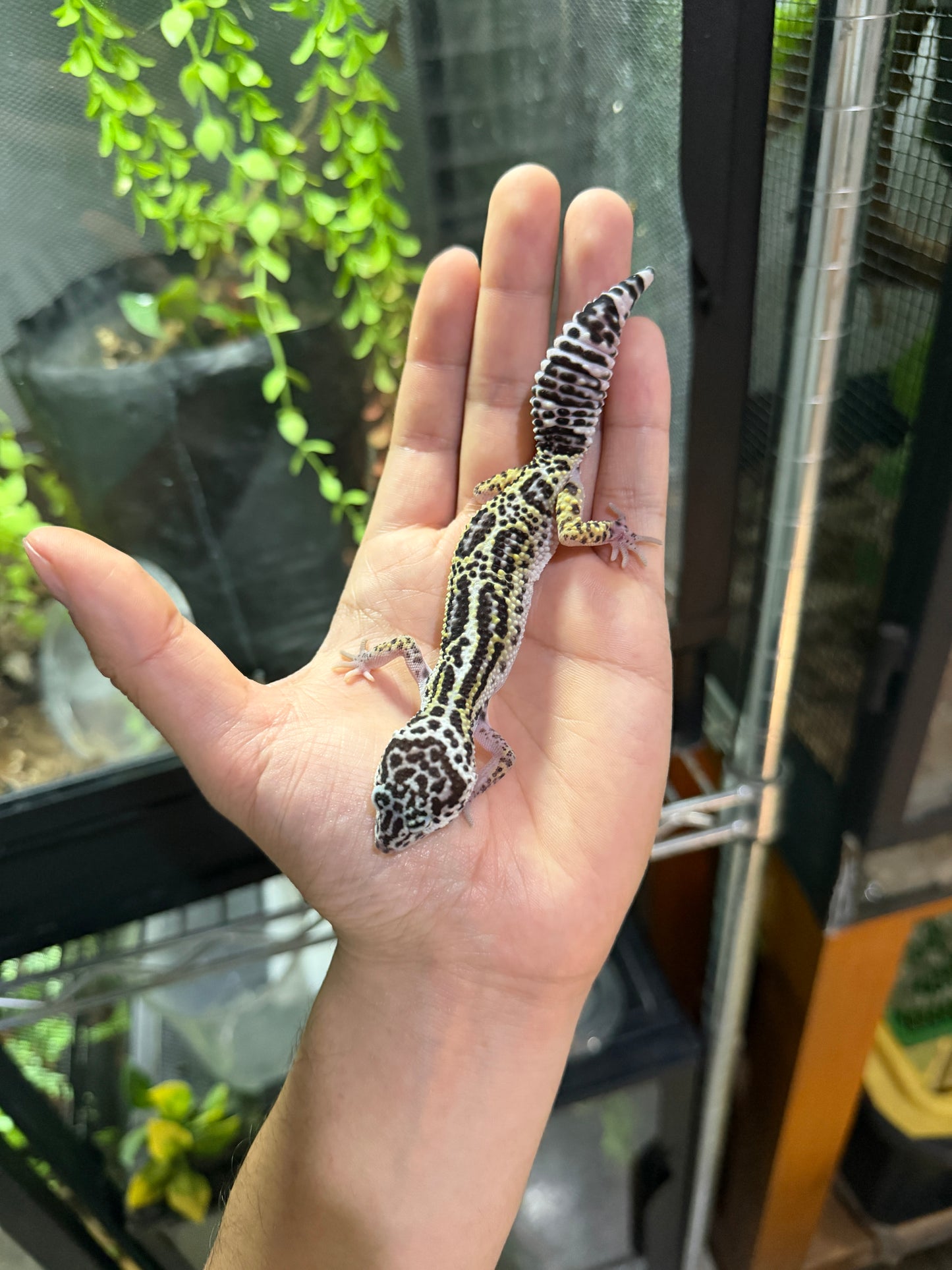 GECKO LEOPARDO MACK SNOW JUNGLE HEMBRA 6317