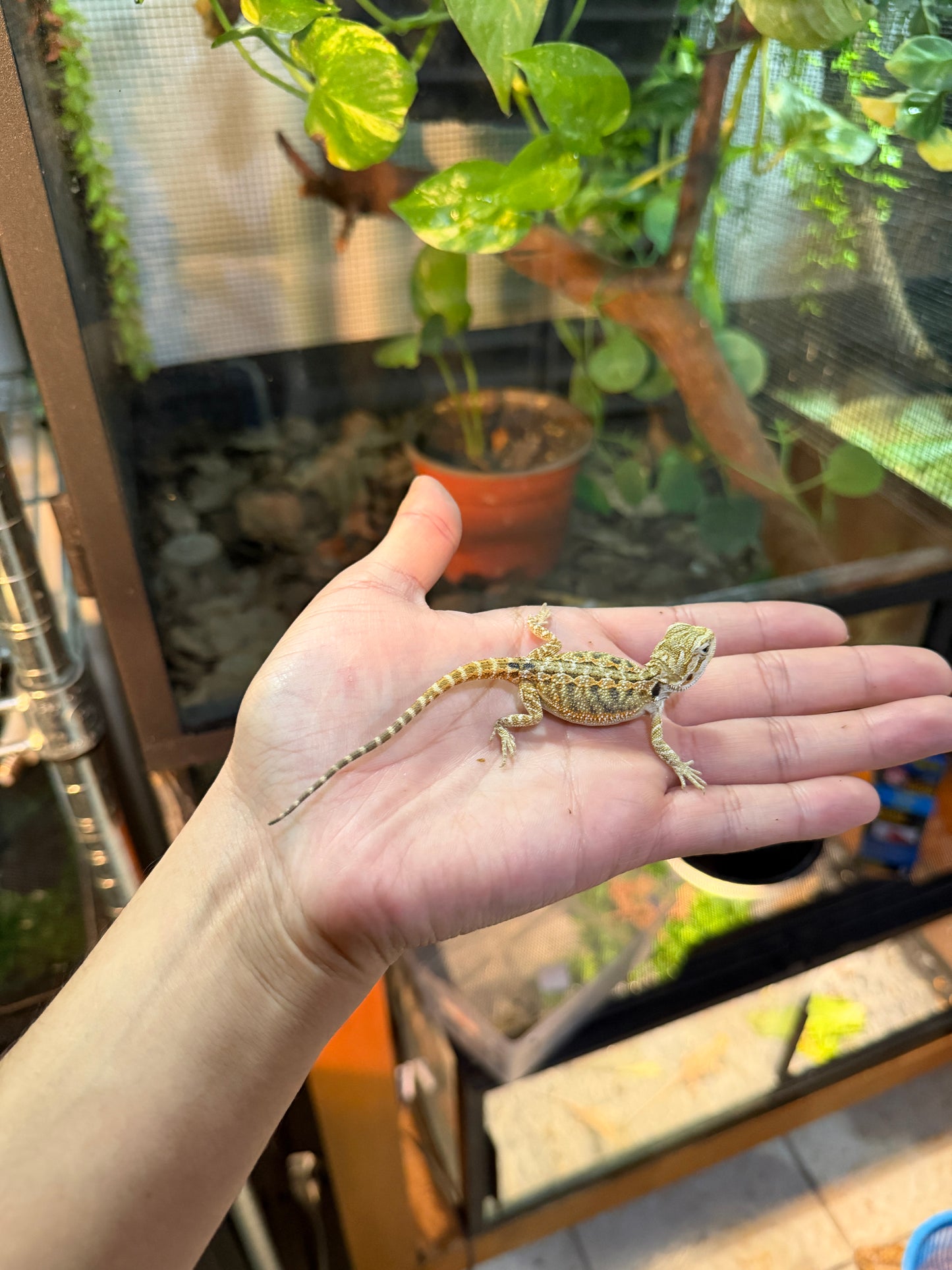 DRAGÓN BARBUDO NOMINAL 2P