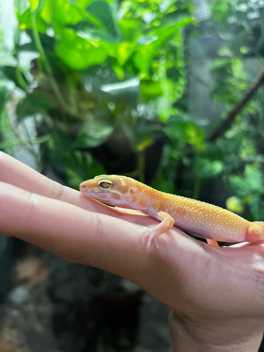 TANGERINE TREMPER 7