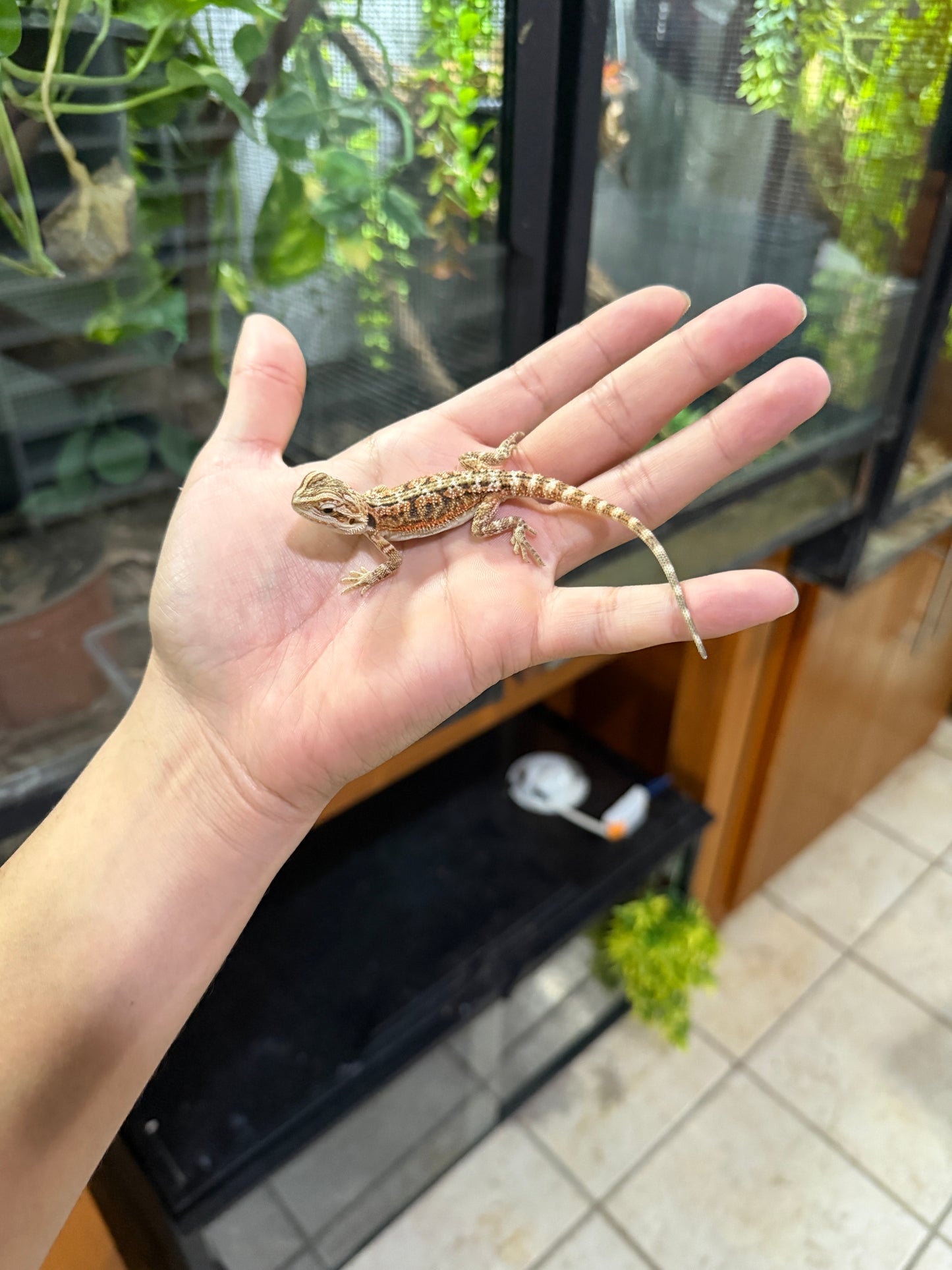 DRAGÓN BARBUDO HYPO CRIA 4