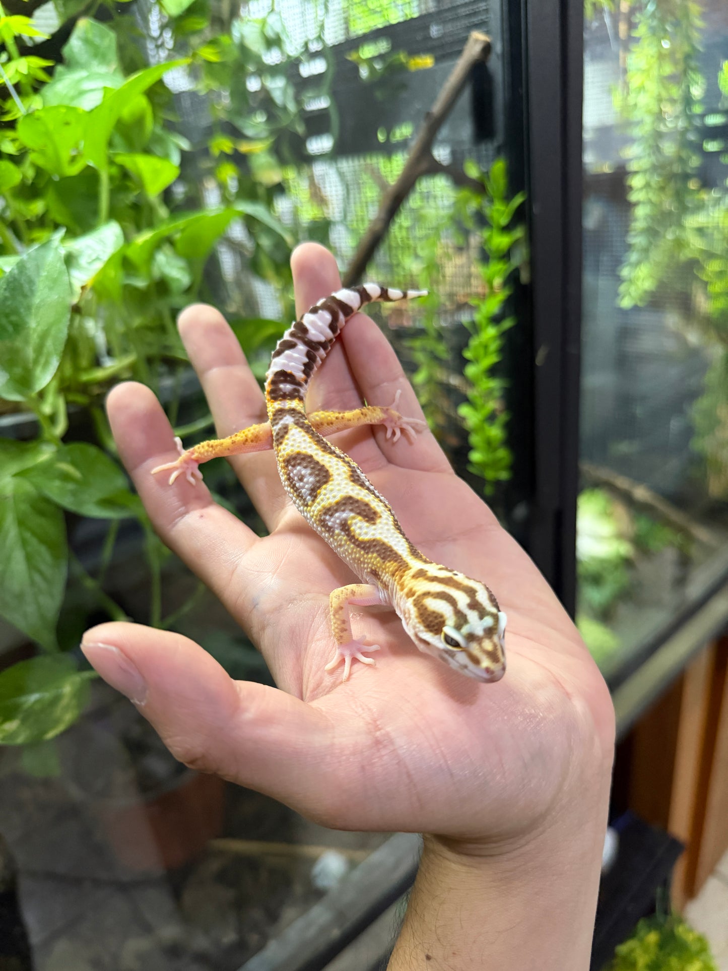 Gecko leopardo TREMPER JUNGLE HC 450