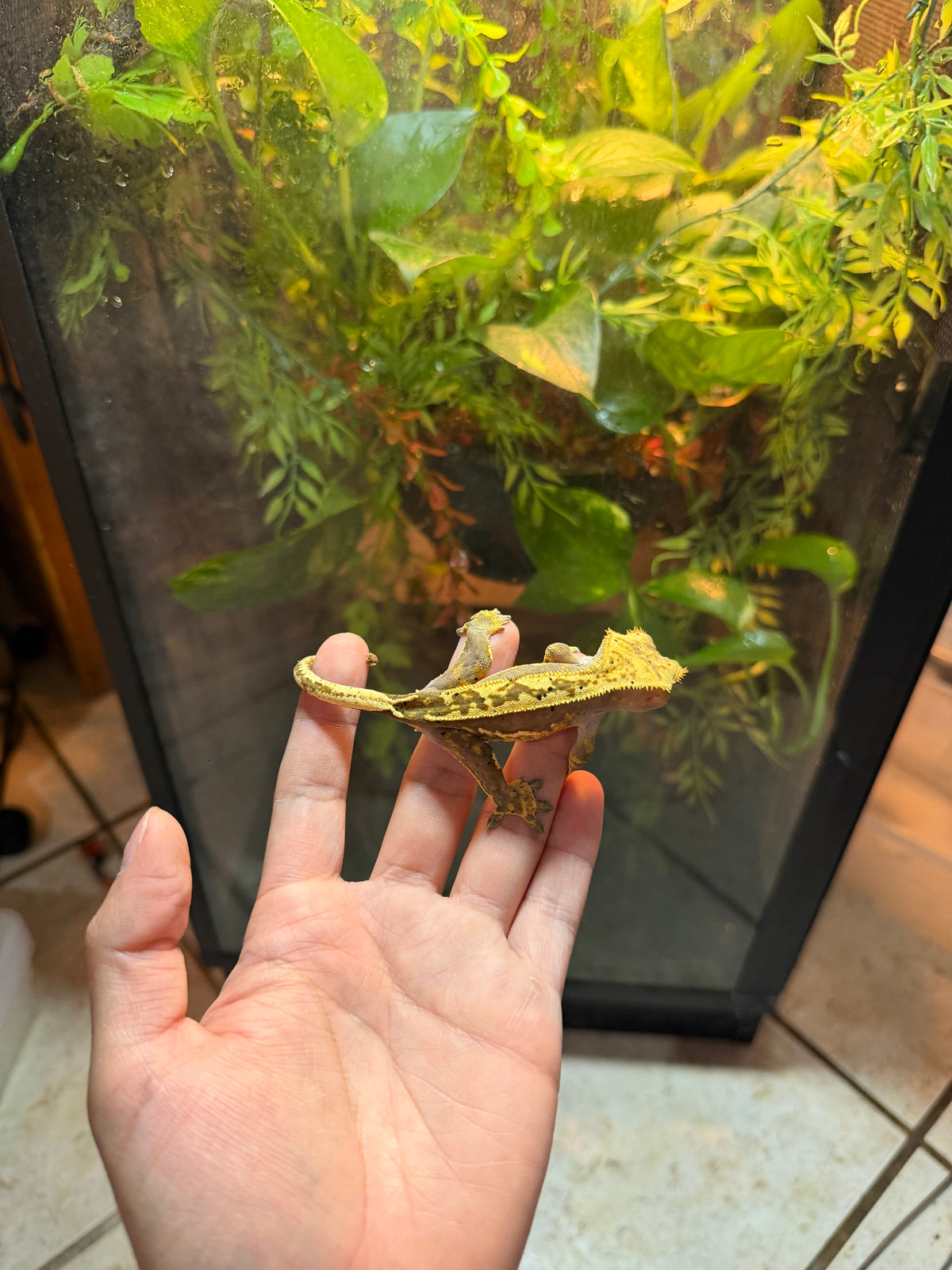 GECKO CRESTADO YELLOW FLAME HARLEQUIN DALMATIAN JUVENIL 6