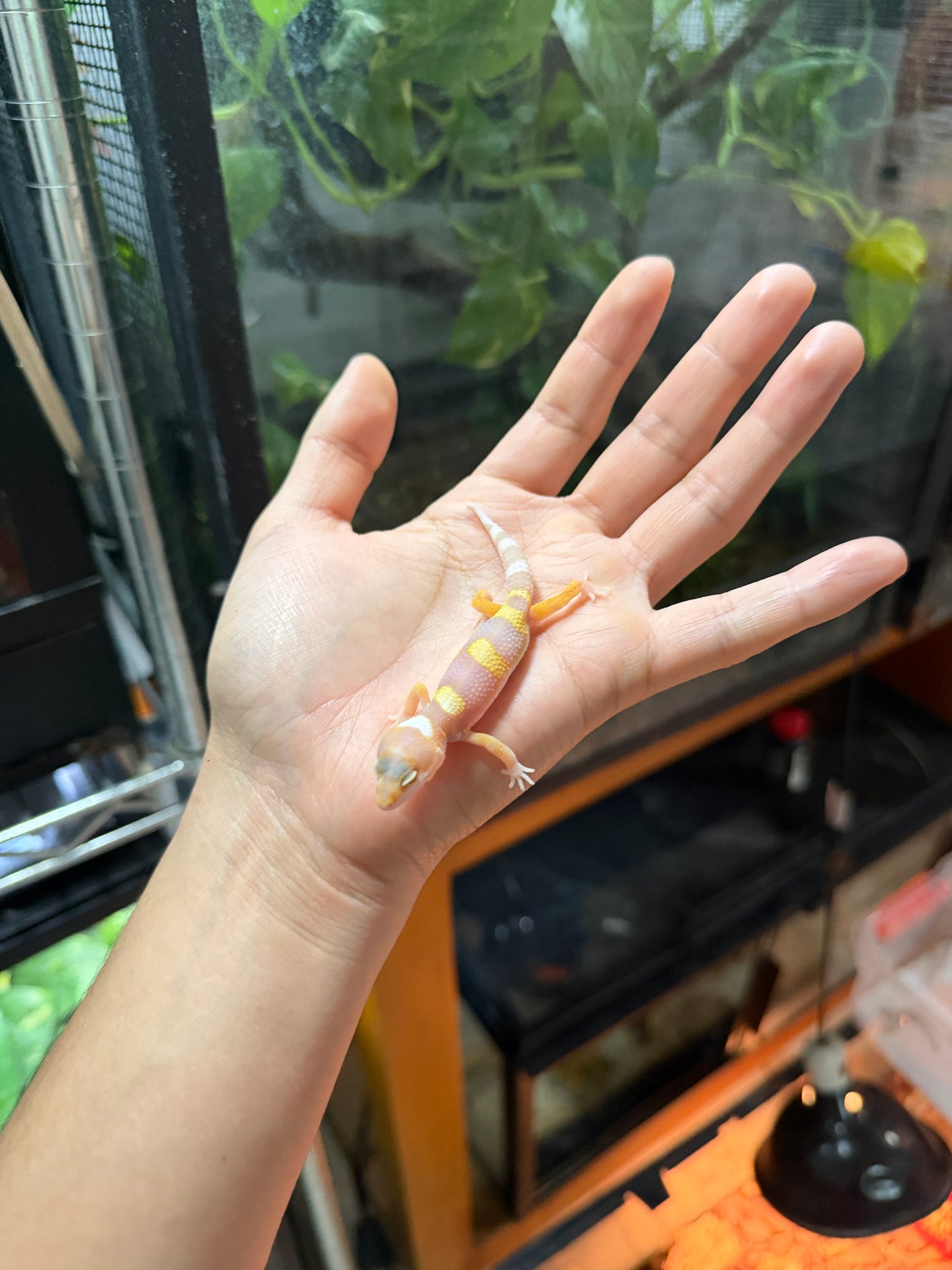 GECKO LEOPARDO TANGERINE TREMPER HIGH CONTRAST 56