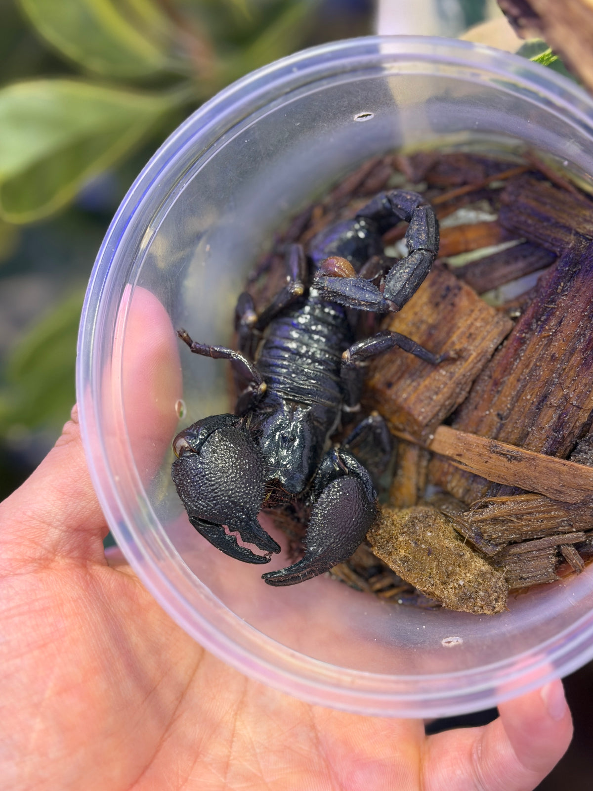 ESCORPIÓN EMPERADOR