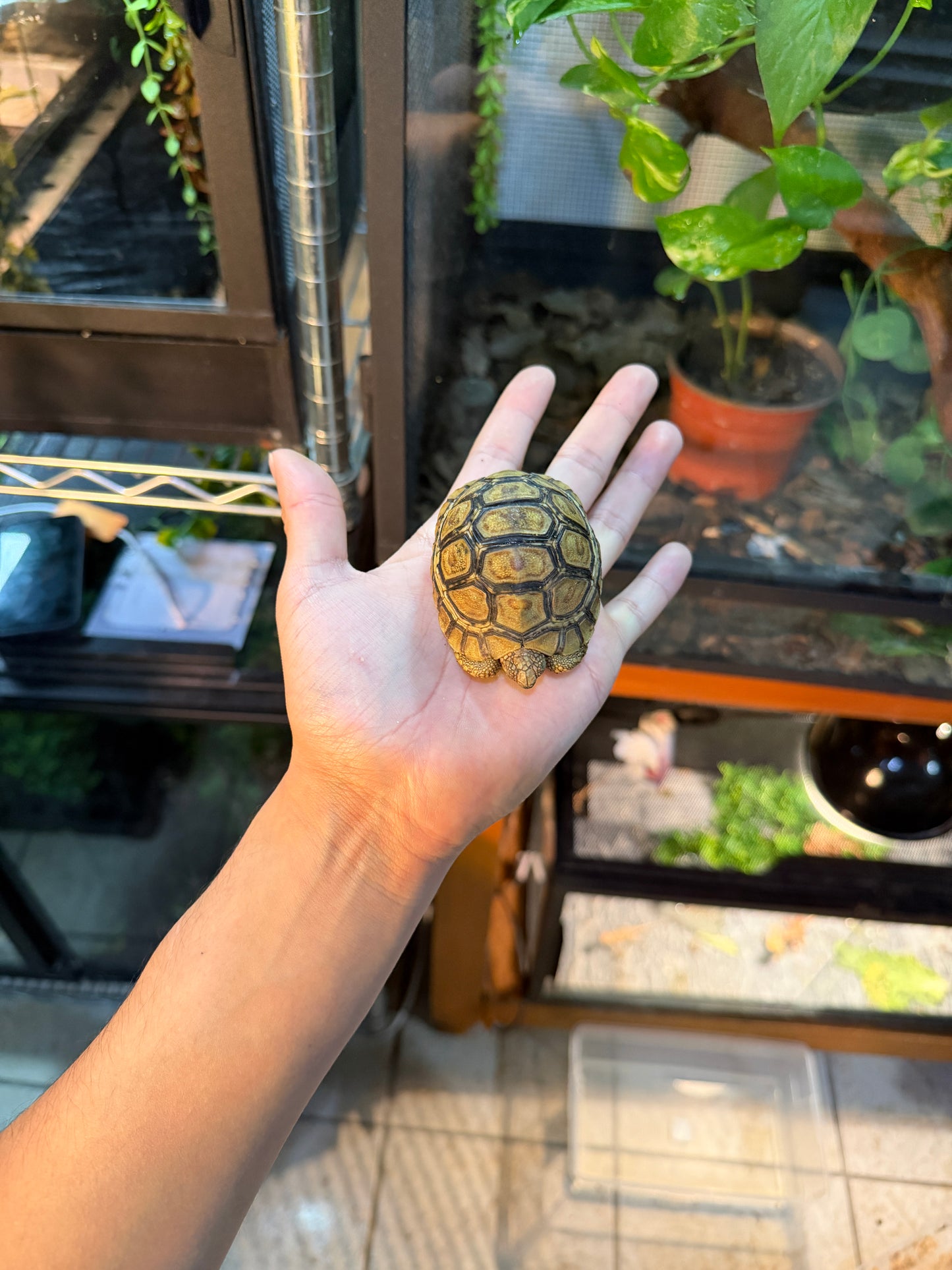 TORTUGA LEOPARDO 3 (Stigmochelys pardalis) CITES2025