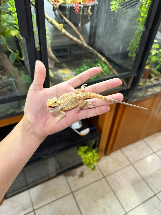 DRAGÓN BARBUDO HYPO JUVENIL 8