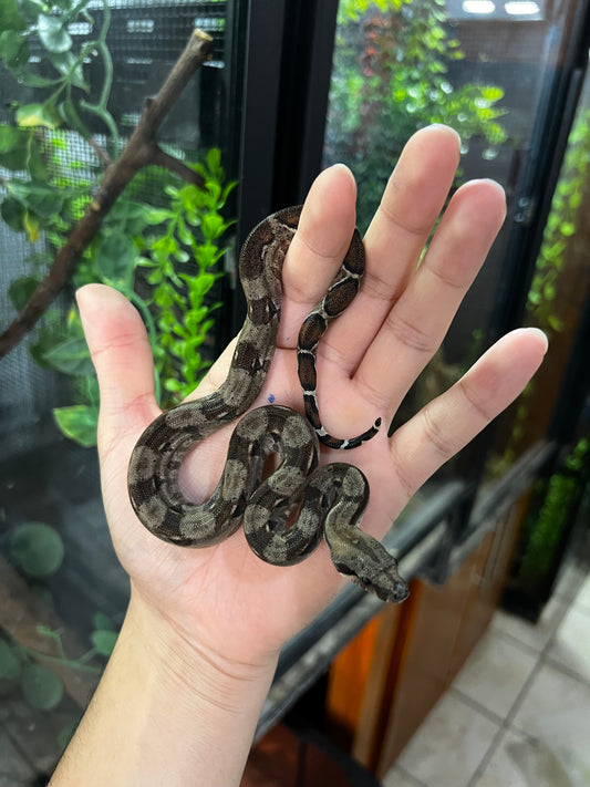 BOA MEXICANA LOCALIDAD VERACRUZ HEMBRA  91