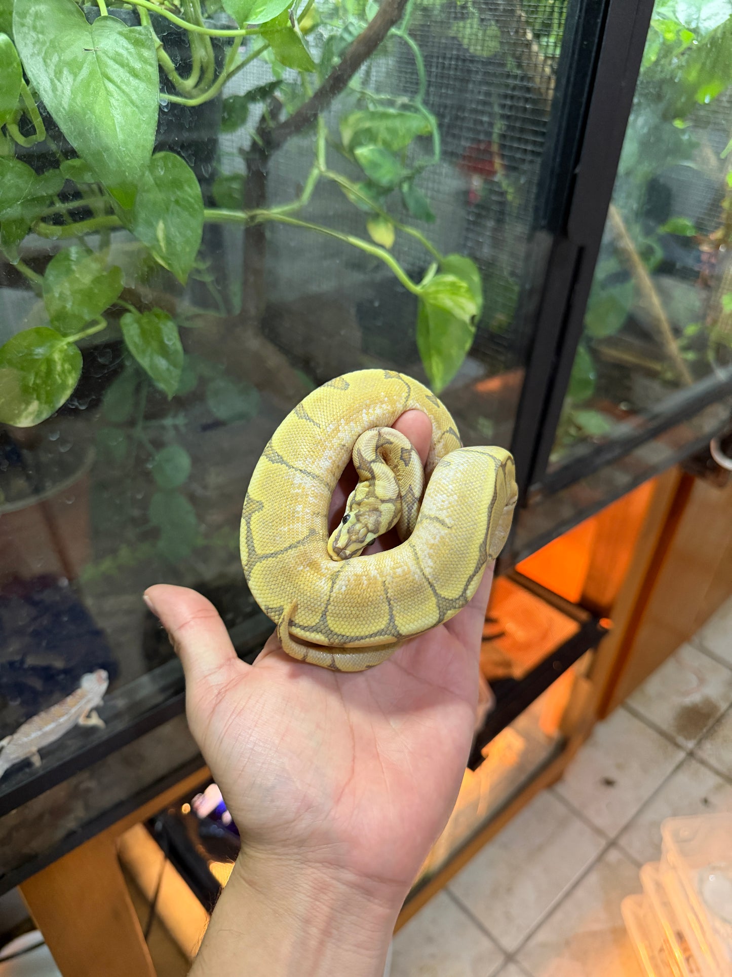 PITÓN BOLA SPIDER FIRE HYPO HEMBRA 3