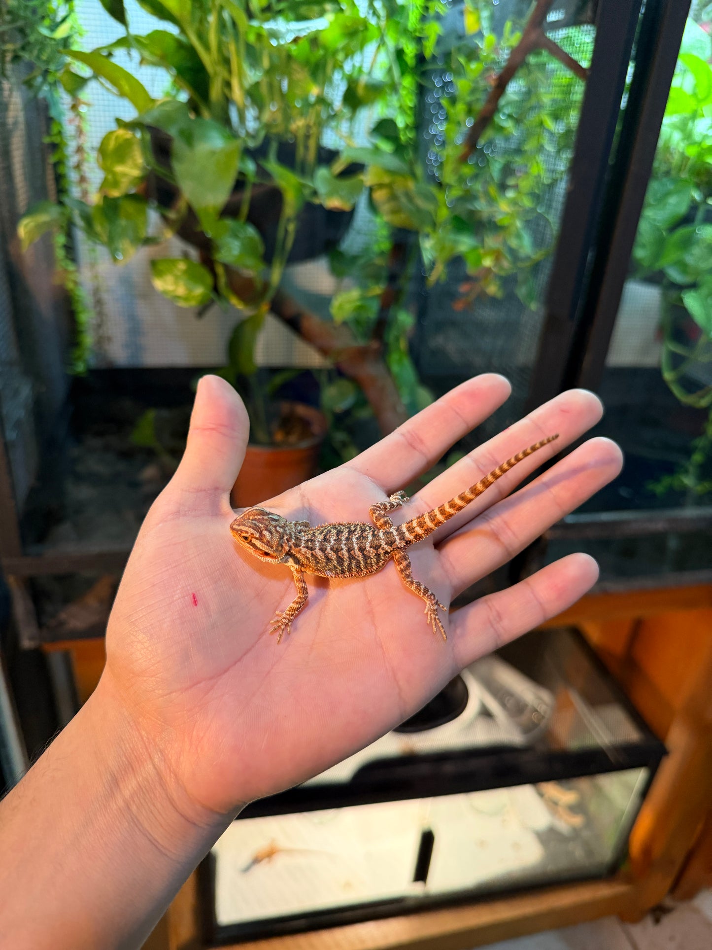 DRAGÓN BARBUDO HYPO 14