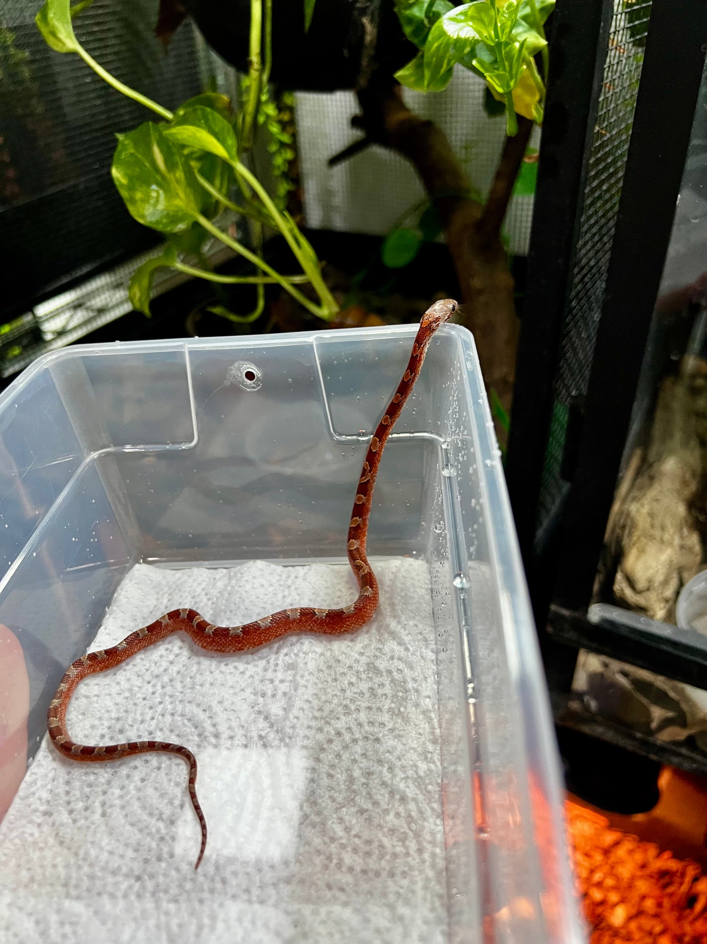 SERPIENTE MAICERA BLOOD RED PIEDSIDE HEMBRA 5
