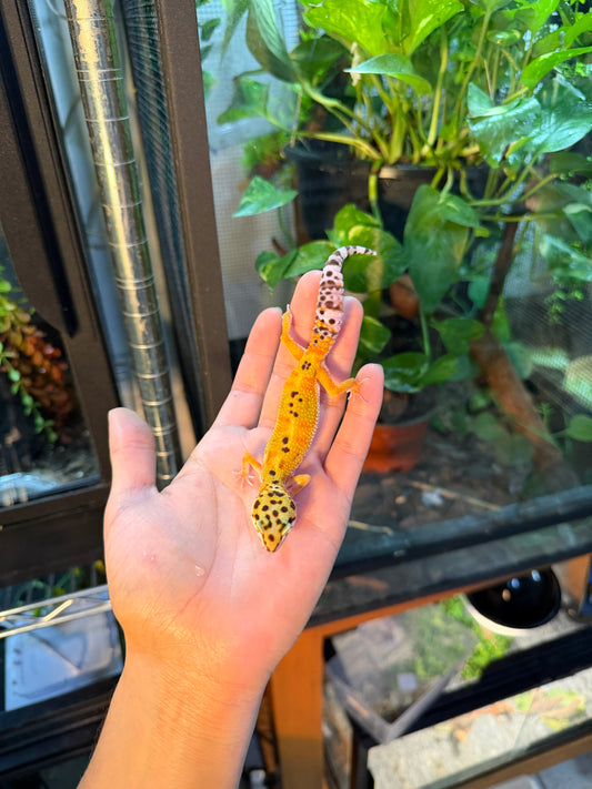 GECKO LEOPARDO CROSS BLOOD  094