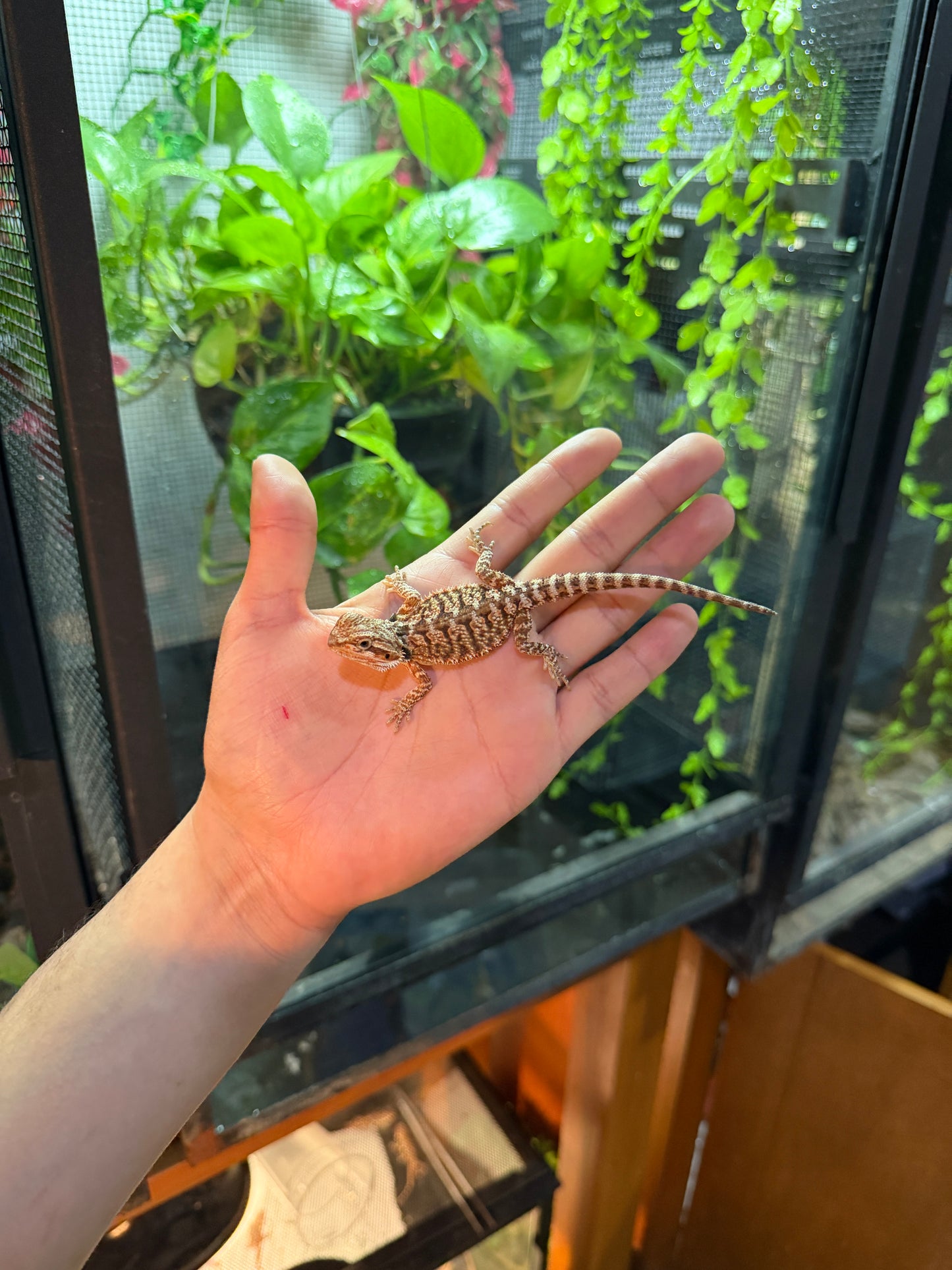 DRAGÓN BARBUDO HYPO 5 (PUNTA DE COLA MORDIDA, LE VOLVERÁ A CRECER)