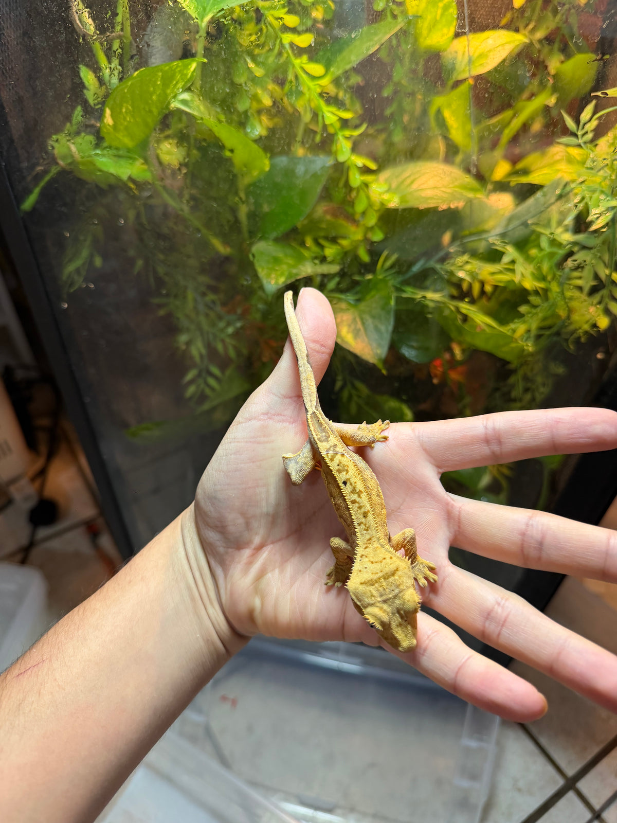 GECKO CRESTADO HARLEQUIN DALMATION 1