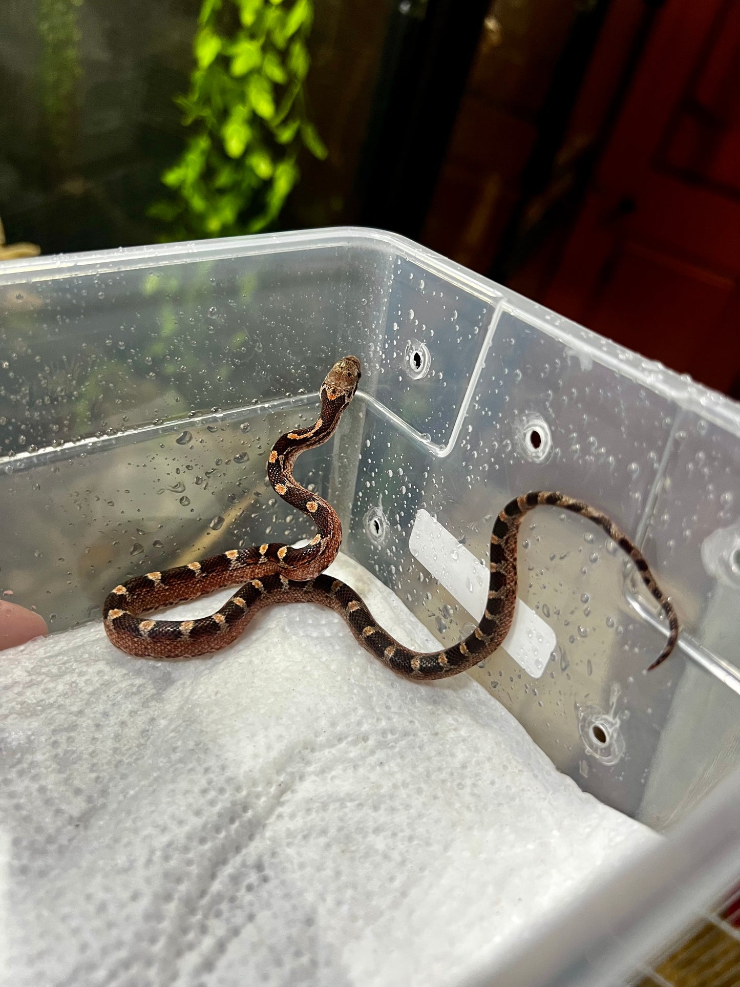 SERPIENTE MAICERA BLOOD RED HEMBRA 9