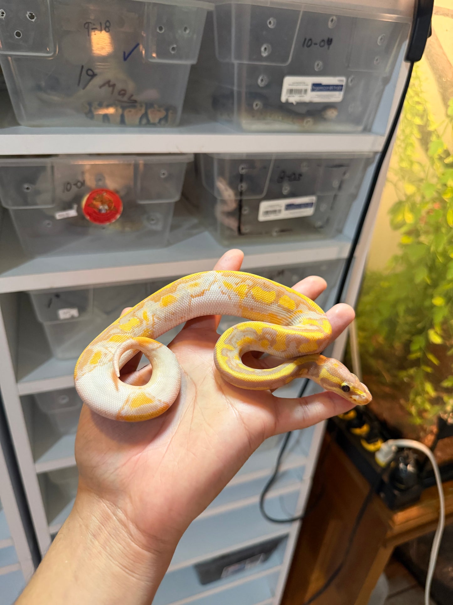 PITÓN BOLA BANANA PIED 20-02