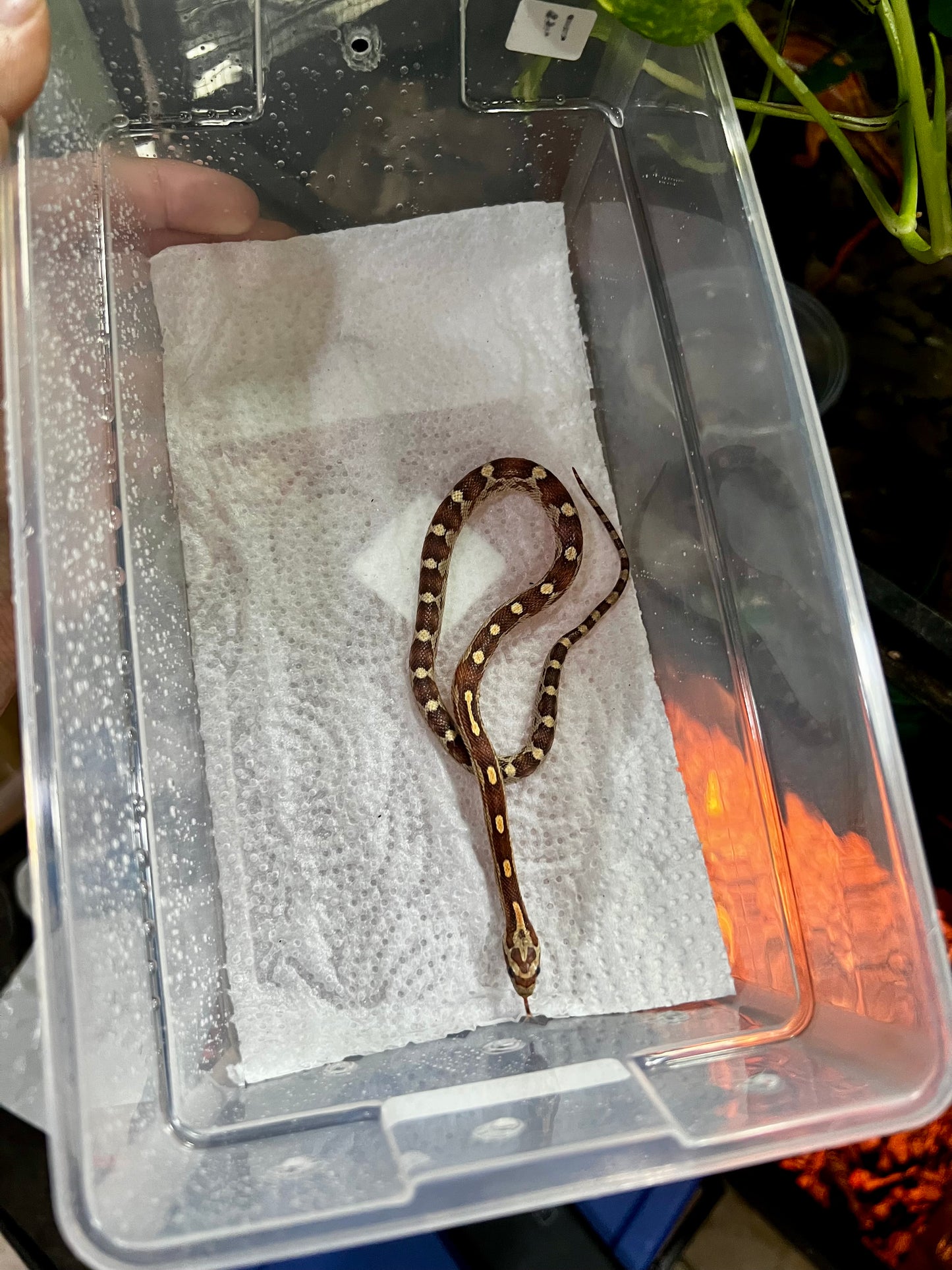 SERPIENTE MAICERA MOTLEY MACHO 17