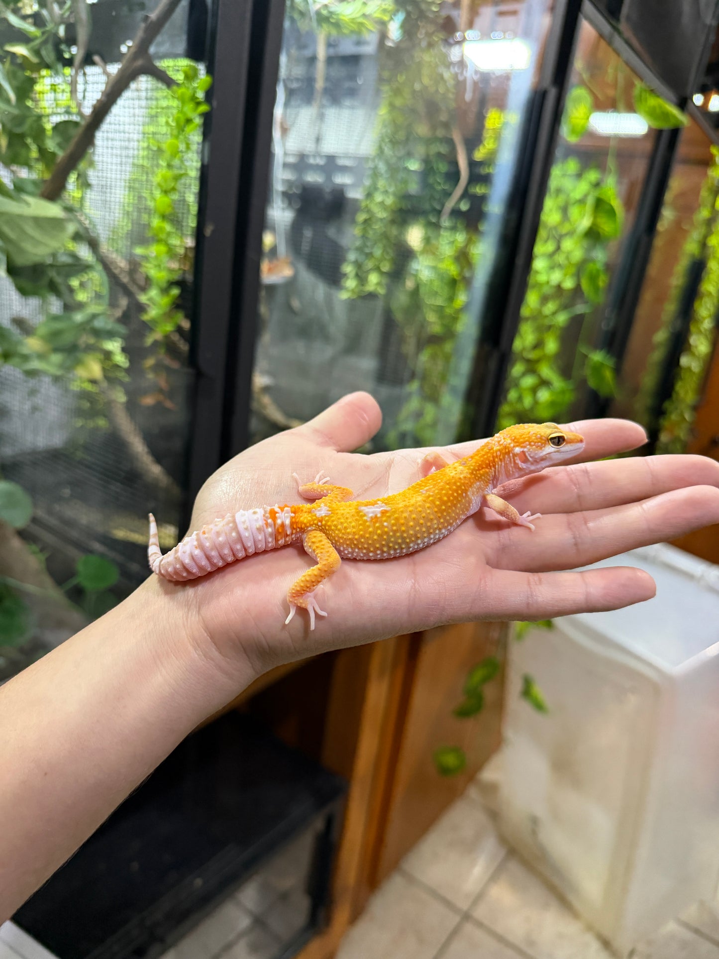 Gecko leopardo RAINWATER het MP PH ECLIPSE 24